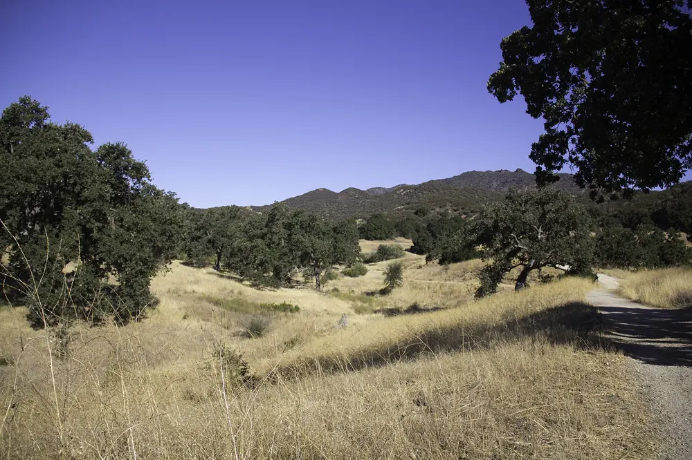 Dry grassland and scattered oaks along a dirt trail under a clear sky